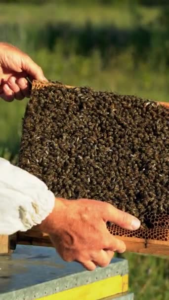 フレームは養蜂家の手で働く蜂でいっぱいです 蜂はハニカムに 緑の草の近くの蜂の巣のフレーム 垂直ビデオ — ストック動画