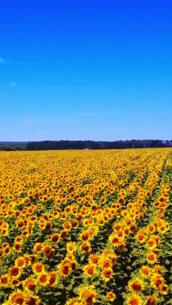 Movement Amazing Sunflower Fields Meadow Blue Sky Summer Flight Field — Stock Video