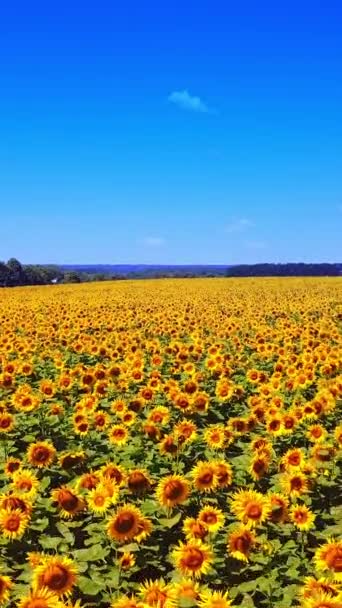 晴れた日にはフィールドで成長する美しい黄色と茶色の日差しの花の植栽 夏には多くの太陽の花が咲くビデオ 航空ビュー 垂直ビデオ — ストック動画