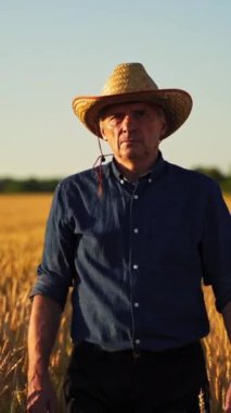 Gün batımında yaşlı çiftçinin portresi. Hasır şapkalı tarımcı adam tarla boyunca yürüyor ve olgun bitkilere bakıyor. Dikey video