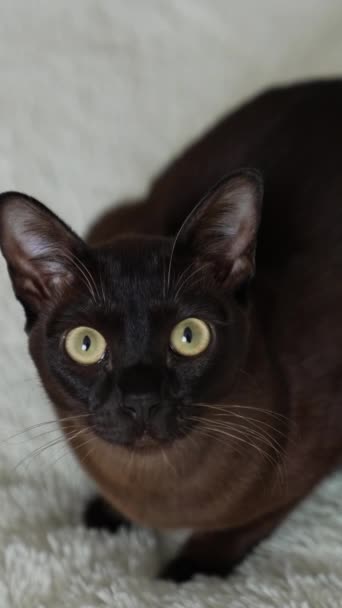 黑猫坐在白色的床上 仔细地看着摄像机 毛毯上有大大的黄色眼睛的黑色小猫咪 相机前的衣服是一只可爱的黑猫 垂直录像 — 图库视频影像