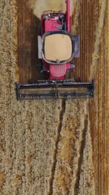 İşyerindeki bir biçerdöverin üst görüntüsü. Sahadaki kırmızı bir tarımsal makineye yukarıdan bak. Hava görüntüsü. Ağır çekim. Dikey video