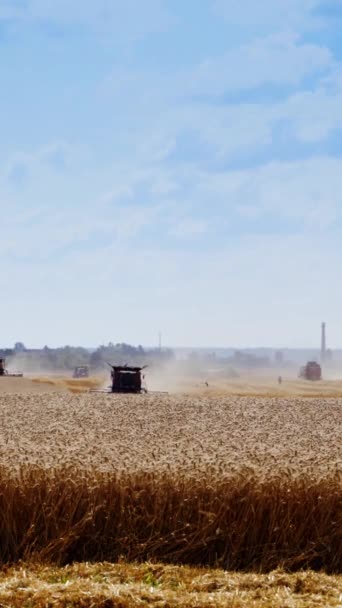 在阳光明媚的日子里 收割谷物与劳作相结合 前面是带谷物的黄色田野 在田间工作的农业技术 侧边的录像垂直录像 — 图库视频影像