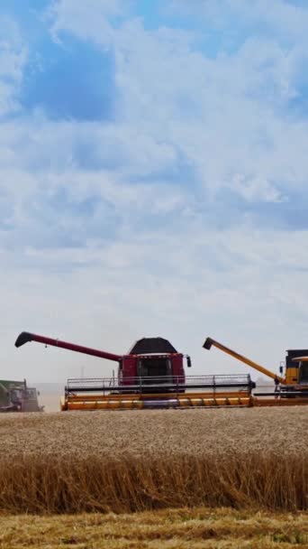 수확은 작업을 결합합니다 곡물과 노란색 분야에서 작동합니다 기술의 비디오 — 비디오