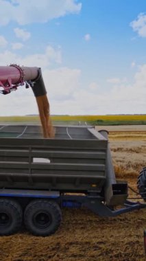 Hasat makinesini buğday tanelerini boşaltarak birleştirin. Hasat makinesini traktör römorkuna dökerek. Yaz mevsiminde tarlada çalışan makineler. Dikey video