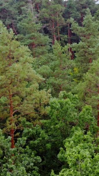 Соснові Дерева Лісі Влітку Політ Над Зеленими Деревами Свіжість Природи — стокове відео