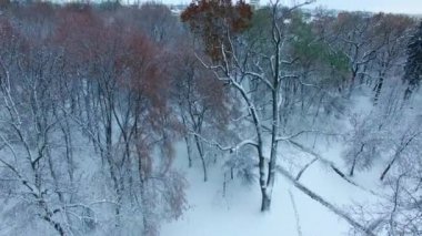 Beyaz karla kaplı şehir parkının çıplak ağaçları. İnsansız hava aracı yüksek ağaçların üzerinden geçip şehri açıyor..