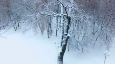 Güzel kış parkındaki karla kaplı ağaçlar boyunca yavaşça yükseliyor. Binanın tepeleri arka planda..