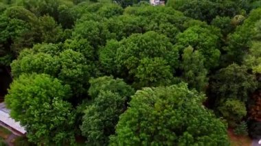 Rüzgar yeşil ağaçların tepelerini sallıyor. Arka planda özel kulübelerle dolu bir yerleşim yeri. Hava görünümü.