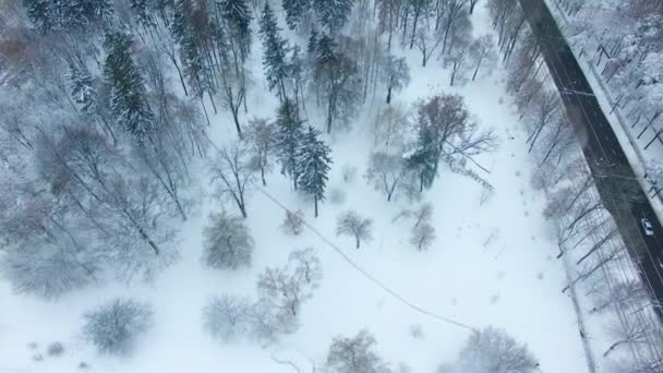 公園の上のフライトはめったに木を育てない 雪に覆われた町の冬の季節 トップビュー — ストック動画