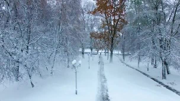 Schneebedeckter Boden Und Bäume Stadtpark Drohne Über Dem Platz Eröffnet — Stockvideo