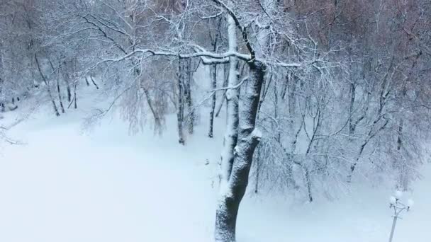 Powoli Wznoszące Się Wzdłuż Pokrytych Śniegiem Drzew Pięknym Zimowym Parku — Wideo stockowe