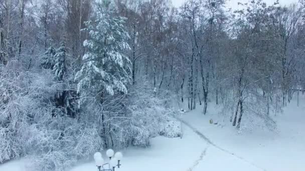 Nieve Blanca Cubriendo Suelo Árboles Parque Ciudad Drone Elevándose Sobre — Vídeo de stock