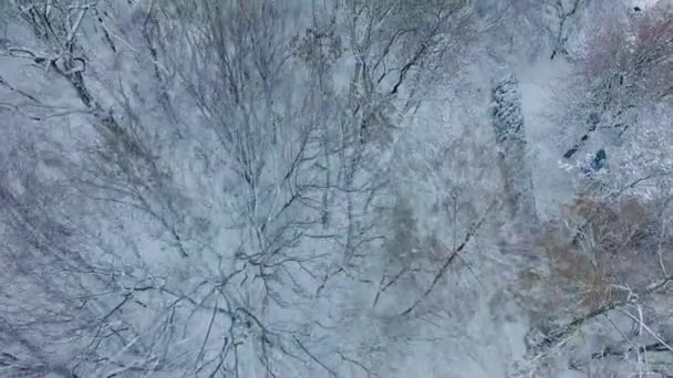 Zima Městském Parku Dron Přeletěl Přes Vrcholky Stromů Pokryté Sněhem — Stock video
