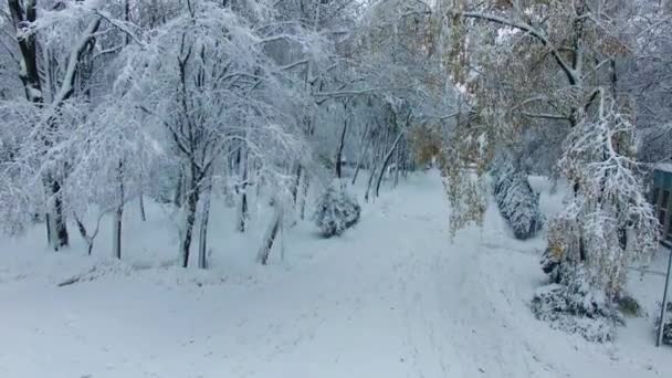Pesadas Ramas Árboles Cubiertos Nieve Que Cuelgan Sobre Camino Parque — Vídeo de stock
