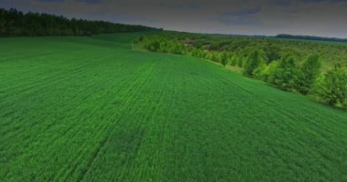 Yazın harika yemyeşil tarlalar ve ormanlar. El ele tutuşan ve sahada koşan çift. Üst görünüm.