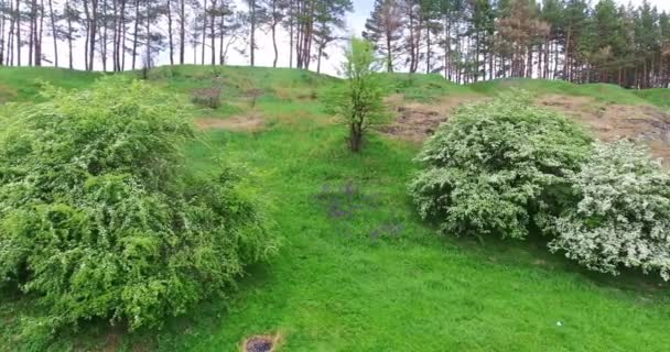 生长在青山上的盛开的树 情侣们坐在岩石上休息 背景色下的松树 — 图库视频影像