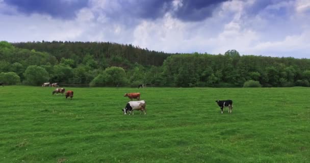 Vacas Diferentes Pastando Prado Verde Ganado Comiendo Hierba Telón Fondo — Vídeos de Stock