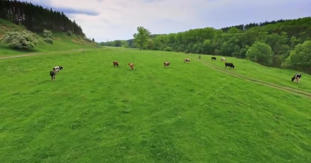 Vliegen Frisse Groene Weide Naderen Van Kudde Vee Diverse Koeien — Stockvideo