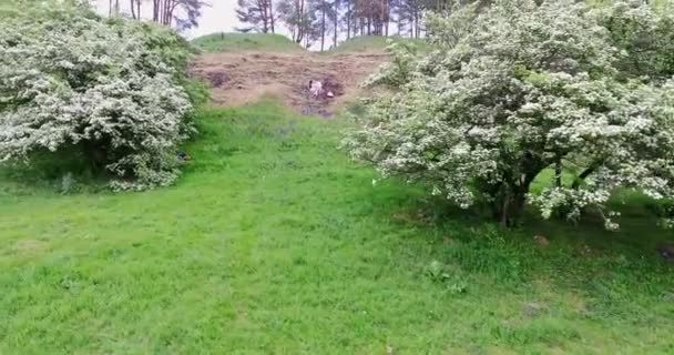 Glada Par Vilar Kullen Bland Blommande Träden Drönarbilder Stiger Över — Stockvideo