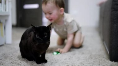Yerde oturan siyah, güzel kedi. Mutlu bebek hayvanın kuyruğuna dokunur ve kedi kenara çekilir..