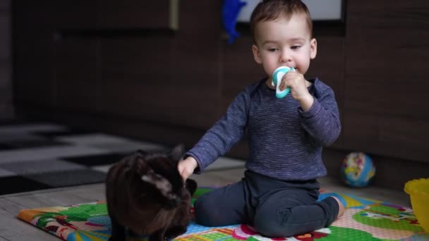 Αξιολάτρευτο Μωρό Που Κάθεται Στο Πάτωμα Χαϊδεύοντας Γάτα Υπέροχο Αγόρι — Αρχείο Βίντεο