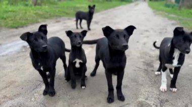 Büyük köpek ailesi yemek için aç, bir ele koşuyorlar ve bir ikram bekliyorlar. Kırsalda başıboş siyah beyaz köpek yavruları.