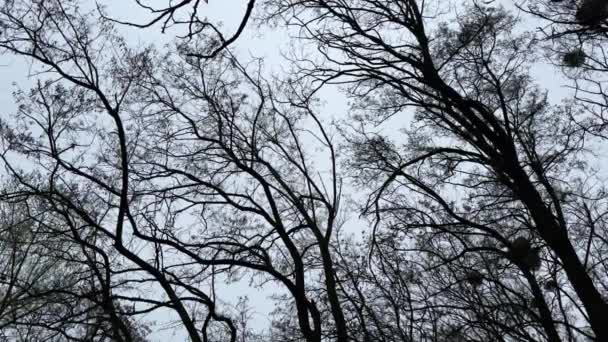 Голі Чорні Гілки Високих Дерев Тлі Сірого Неба Деякі Тумблеї — стокове відео