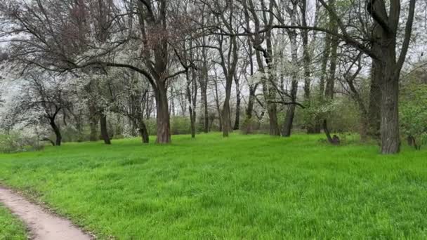 Caminho Através Prado Coberto Com Grama Verde Fresca Primavera Árvores — Vídeo de Stock