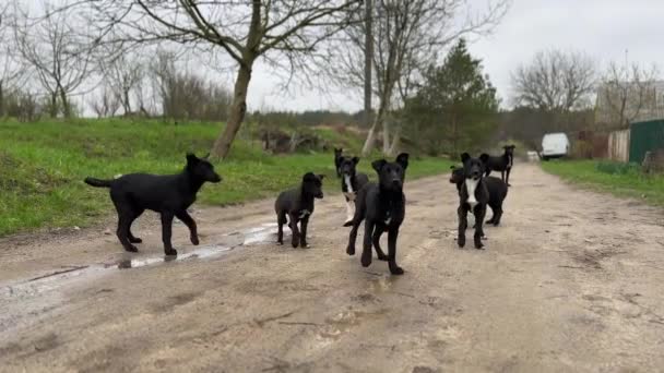 Cachorros Blancos Negros Poco Asustados Cámara Saltando Lejos Lindo Paquete — Vídeos de Stock