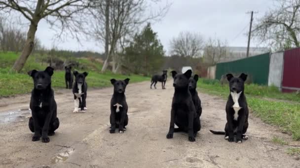 Cute Big Puppies Village Road Pack Stray Dogs Similar Size — Stock Video