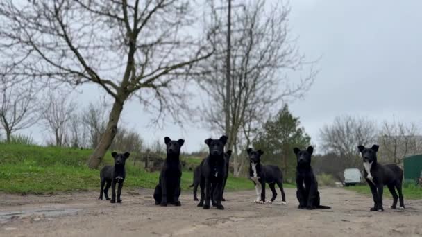 Seitsemän Mustavalkoista Pentua Nälkäisiä Tiellä Koira Sisarukset Etsivät Ruokaa Pelkää — kuvapankkivideo