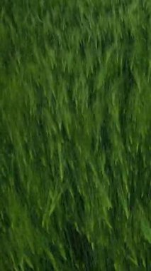 Yeşil arpa tarlası. Tarım alanında yetişen organik bitkilerin taze dikenleri. Rüzgarda sallanan bitkiler. Yeşil doğa geçmişi. İHA uçuşu. Dikey video