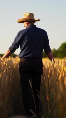 Tarlada olgun dikenleri okşayan çiftçi. Şapkalı ve gömlekli yetişkin bir erkeğin gün batımında buğday tarlasında yürüyüşü. Dikey video
