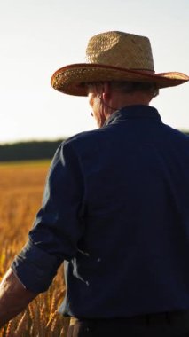 Açık havada hasır şapkalı yaşlı çiftçi. Erkek tarım uzmanı altın güneş ışığı altında buğday tarlasının içinde duruyor. Tarım uzmanı bir tarlayı teftiş ediyor. Dikey video