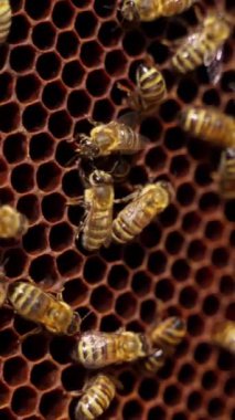 Arılarla çerçevelenmiş. Arılar bal yapıyor. Arılar bal peteği üzerinde çalışıyor. Polen ve bal taşıyan aktif böcekler. Apier konsept. Yakın plan. Dikey video