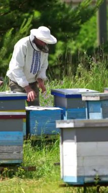 Apiarist bir çiftlikte çalışıyor. Profesyonel arı yetiştiricisi arılara yeşil arının arka planında bakar. Kırsalda bir sürü arı kovanı var. Dikey video