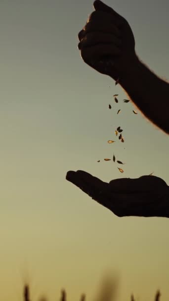 夕日には穀物を持った農民のシルエット 農業主義者は手で種を蒔き 夜空に対する穀物の質を評価する バーティカルビデオ — ストック動画