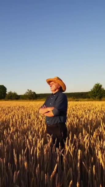 在金色田野中央的农艺学家 阳光灿烂的夏日 农民们站在成熟的麦穗中间 戴着草帽 身穿蓝色衬衫 垂直录像 — 图库视频影像