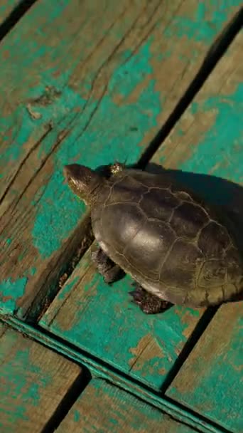 Sköldpadda Går Träbro Sköldpaddan Hoppar Vattnet Floden Flodsköldpaddan Går Iväg — Stockvideo
