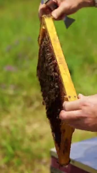 Imker Inspiziert Bienen Gestell Mit Bienen Der Hand Des Bauern — Stockvideo