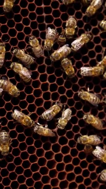 Včely Voštinách Pilný Hmyz Pracuje Rámu Medem Přírodní Potravinový Produkt — Stock video