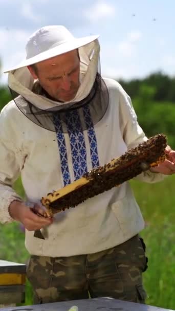 Beekeeping Process Beekeeper Man White Shirt Inspecting Frame Full Bees — Stock Video