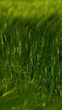 Rüzgârdan sallanan yeşil sivri uçlular. Yeşil tarım bitkileri. Rüzgarda sallanan taze dikenler. Yakın plan. Dikey video