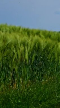 Sahadaki patika. Kırsalda rüzgarda sallanan yeşil dikenli kazıklar. Tarlada yetişen güzel organik bitkiler. Doğal ortam. Yakın plan. Dikey video