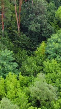 Açık yeşil ağaç tepeleri. Yazın çok güzel bir orman. Ağaçların tepesinde uçan nefes kesici panoramik. Hava görüntüsü. Dikey video