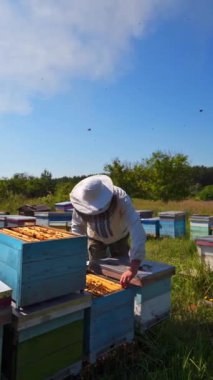 Apiary sahada. Sıcak ve güneşli bir günde arı kovanından bal peteği toplayan profesyonel bir arıcı. Arıcılık. Bal üretimi. Dikey video