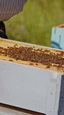 Arıcı çerçeveyi arılarla düzgünce tutuyor. Adam taraktaki balı kontrol ediyor. Apiarist arı kovanına göz kulak oluyor. Arılar bal peteğinde sürünüyorlar. Yakın plan. Dikey video
