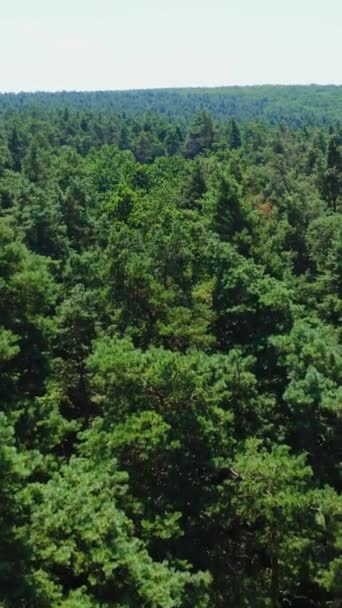 Zelený Les Panoramatický Pohled Věčně Zelené Stromy Letět Přes Vrcholky — Stock video