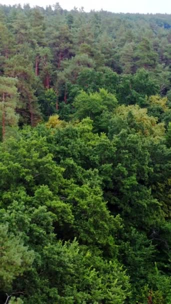 Zielone Korony Drzew Niesamowity Widok Gęsty Las Lecie Krajobraz Natury — Wideo stockowe